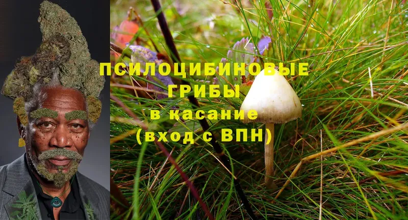 Псилоцибиновые грибы MAGIC MUSHROOMS  где купить наркоту  Медынь 